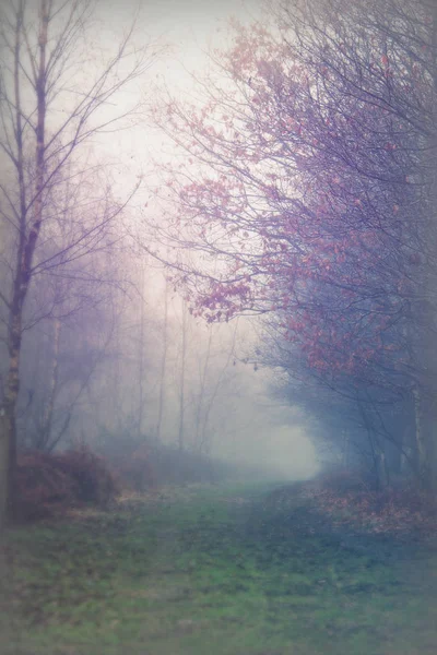 Floresta inglesa em uma manhã enevoada nebulosa — Fotografia de Stock