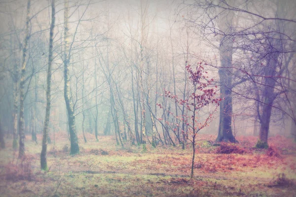 Bosque inglés en una nebulosa mañana brumosa — Foto de Stock