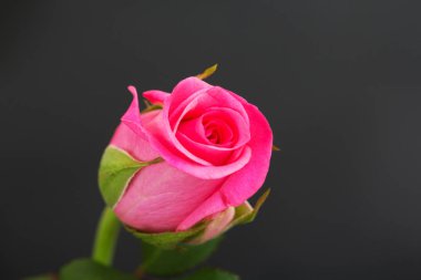 Düz bir arka plan üzerinde hassas güzel gül