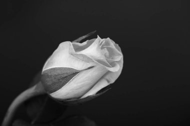 Düz bir arka plan üzerinde hassas güzel gül