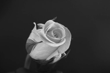 Düz bir arka plan üzerinde hassas güzel gül