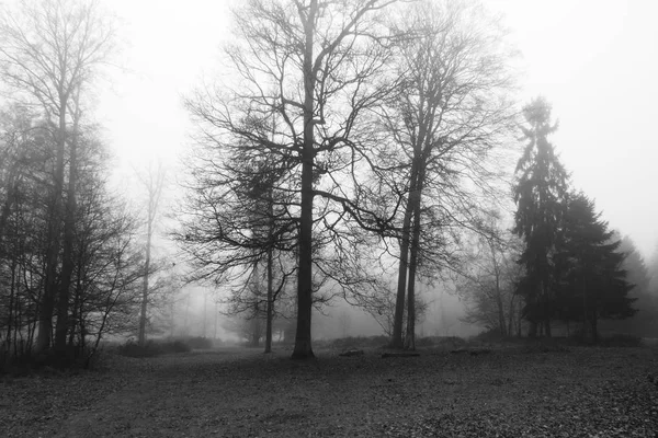 Ελληνικά δάση την ομιχλώδη ομίχλη το πρωί — Φωτογραφία Αρχείου