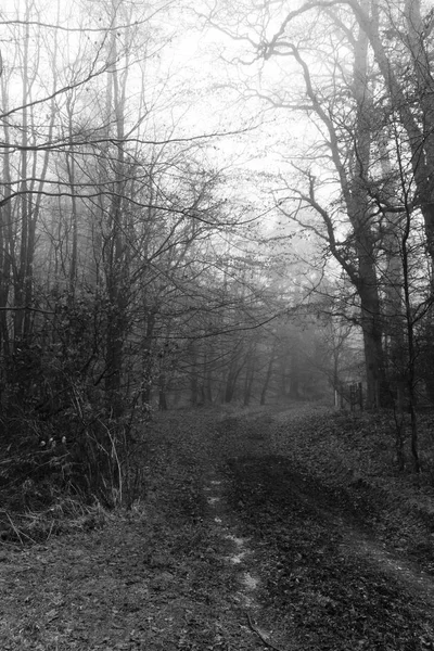 Forêt anglaise par une matinée brumeuse brumeuse — Photo