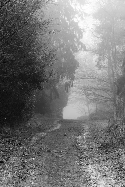 Forêt anglaise par une matinée brumeuse brumeuse — Photo