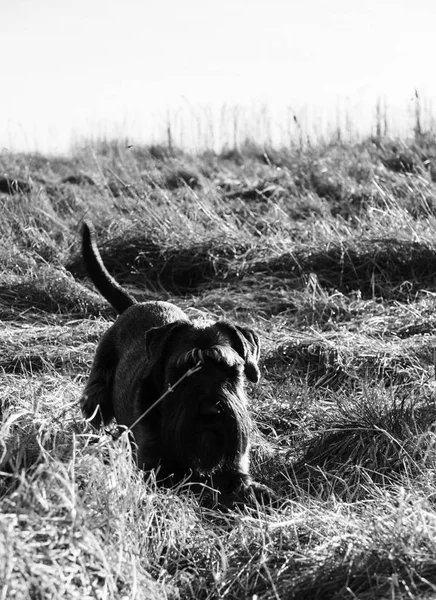 Gros plan chien schnauzer dans la campagne — Photo
