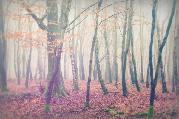 Englischer Wald an einem neblig nebligen Morgen — Stockfoto