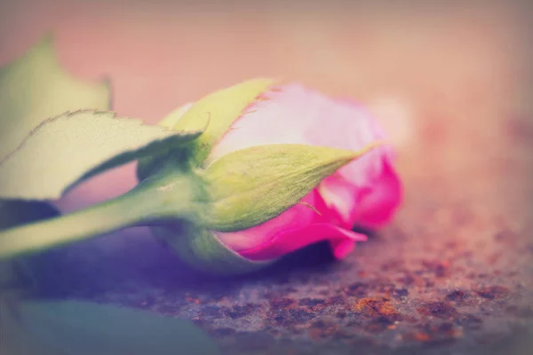 Delicate rose on a rustic metal background — Stock Photo, Image