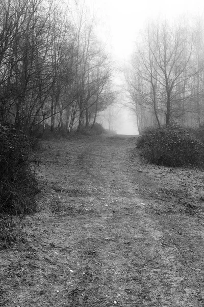 Forêt anglaise par une matinée brumeuse brumeuse — Photo