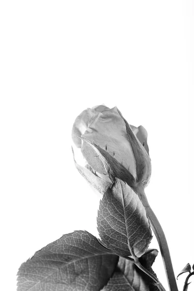 Rosa delicada sobre un fondo blanco liso — Foto de Stock