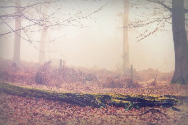 Floresta inglesa em uma manhã enevoada nebulosa — Fotografia de Stock