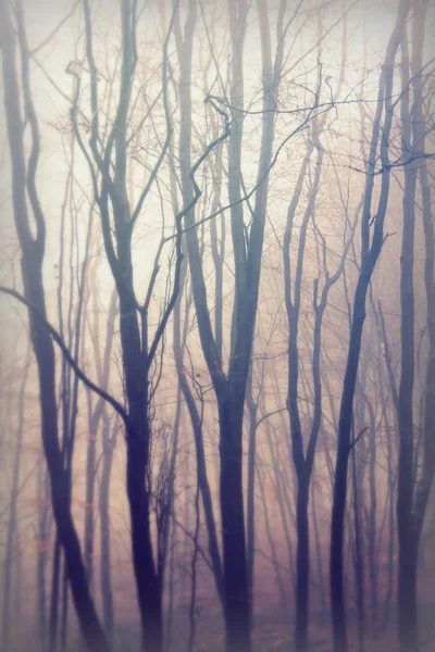 Forêt anglaise par une matinée brumeuse brumeuse — Photo