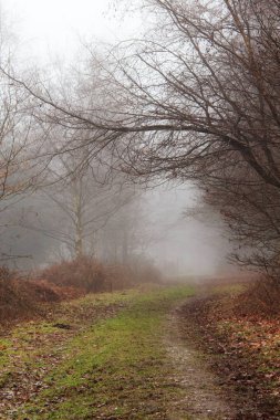 Sisli puslu sabah üzerinde İngilizce woodland
