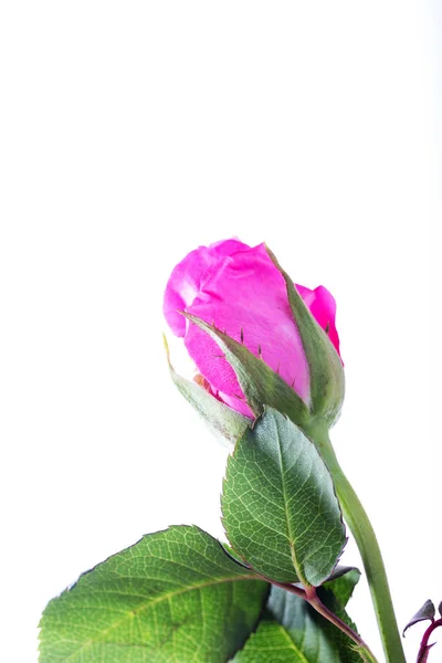 Λεπτή τριαντάφυλλο σε ένα απλό λευκό φόντο — Φωτογραφία Αρχείου