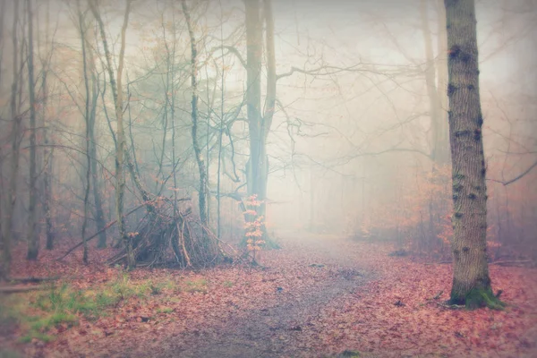 英语林地上雾多雾的早晨 — 图库照片