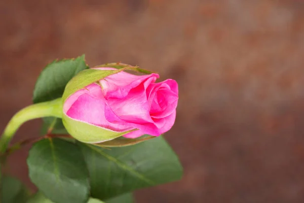 Delicada rosa hermosa sobre un fondo liso —  Fotos de Stock