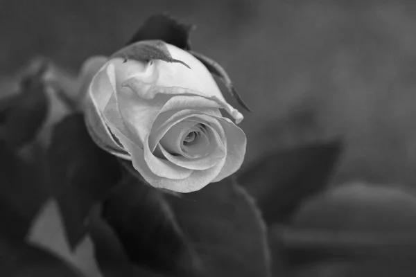 Delicata bella rosa su uno sfondo semplice — Foto Stock