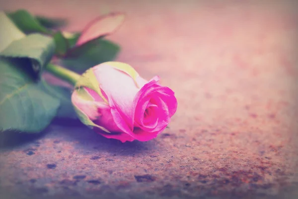 Delicate rose on a rustic metal background — Stock Photo, Image