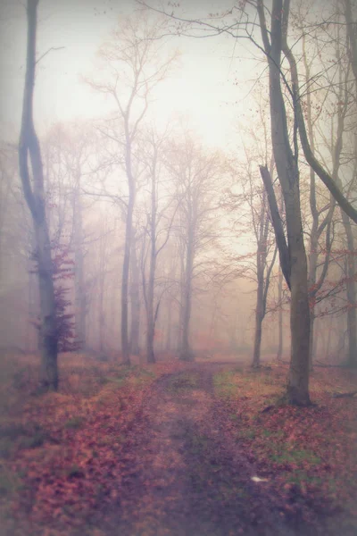 Bosco inglese su una nebbiosa mattina nebbiosa Fotografia Stock