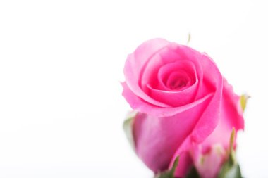 Düz beyaz arka plan üzerinde hassas gül