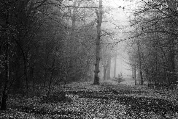 English woodland on a foggy misty morning