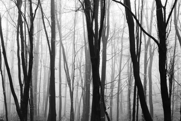 Bosque inglés en una nebulosa mañana brumosa —  Fotos de Stock