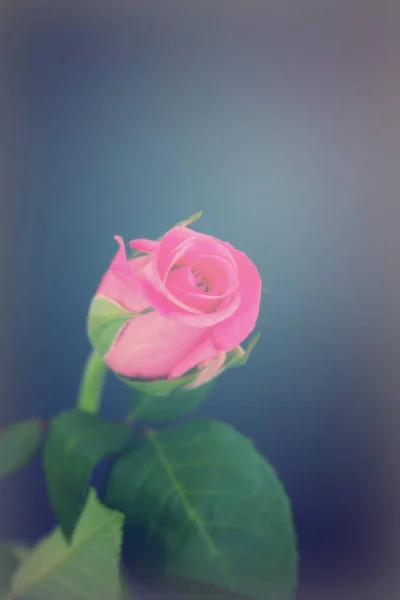 Delicate beautiful rose on a plain background — Stock Photo, Image