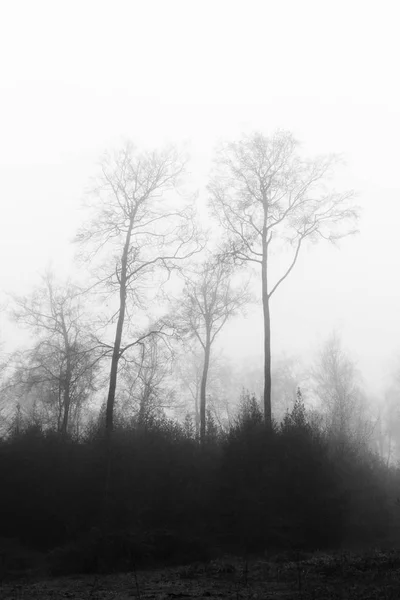 Bosque inglés en una nebulosa mañana brumosa — Foto de Stock