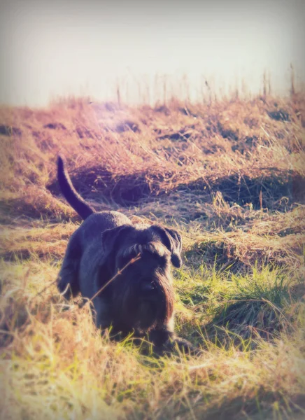 Primer plano schnauzer perro en el campo — Foto de Stock