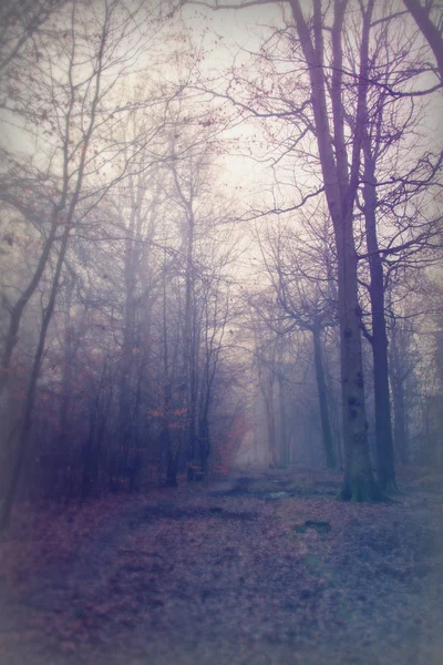 English woodland on a foggy misty morning — Stock Photo, Image