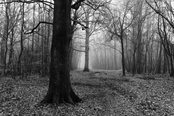 Sisli puslu sabah üzerinde İngilizce woodland — Stok fotoğraf