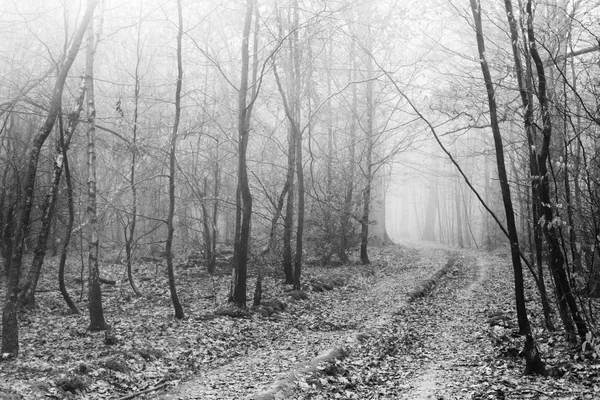 Angielski lasów w mglisty poranek mglisty — Zdjęcie stockowe