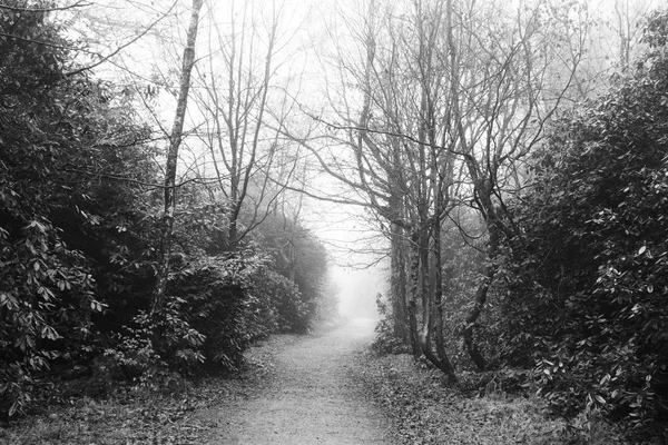 Forêt anglaise par une matinée brumeuse brumeuse — Photo