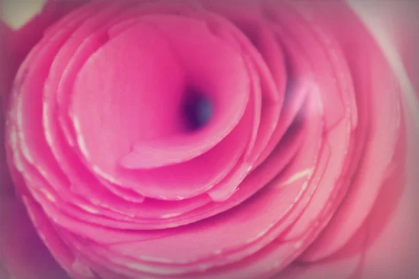 Rose cortado no pedaço de ardósia — Fotografia de Stock