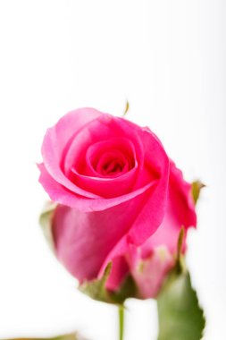 Düz beyaz arka plan üzerinde hassas gül