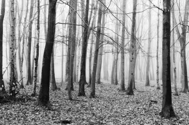 Sisli puslu sabah üzerinde İngilizce woodland