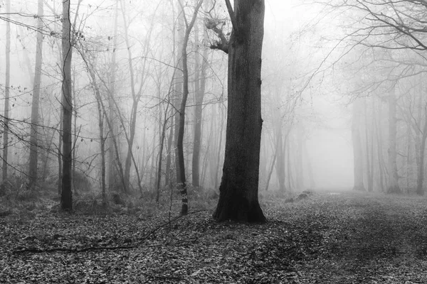 Sisli puslu sabah üzerinde İngilizce woodland — Stok fotoğraf