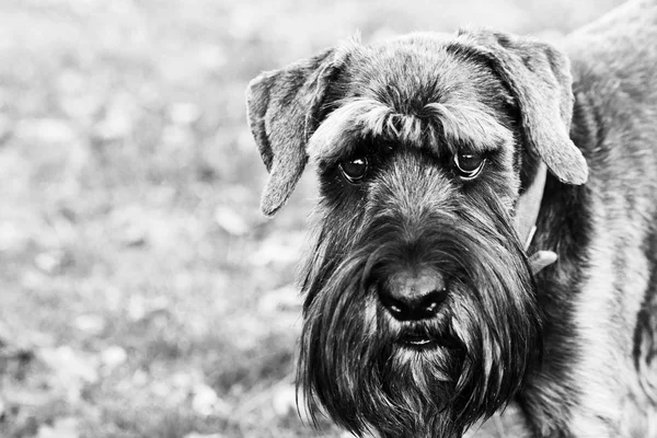 Close-up van de schnauzer hond op het platteland — Stockfoto