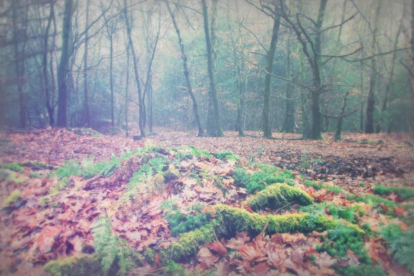 Floresta inglesa em uma manhã enevoada nebulosa — Fotografia de Stock