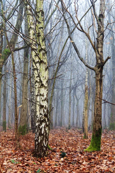 Bosque inglés en una nebulosa mañana brumosa — Foto de Stock