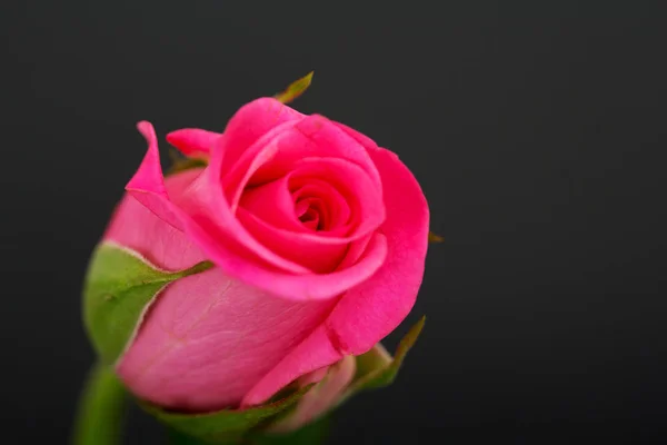 Delicaat mooie rose op een effen achtergrond — Stockfoto