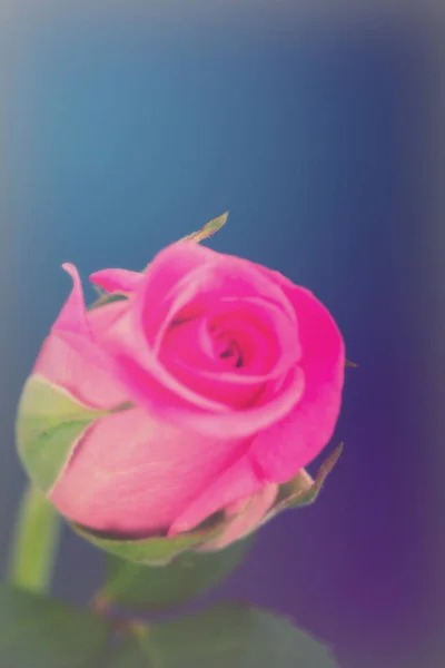 Delicate beautiful rose on a plain background — Stock Photo, Image