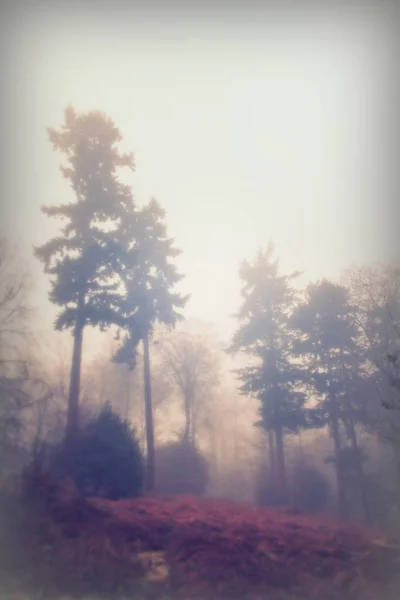 Bosque inglés en una nebulosa mañana brumosa — Foto de Stock