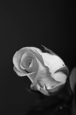 Düz bir arka plan üzerinde hassas güzel gül