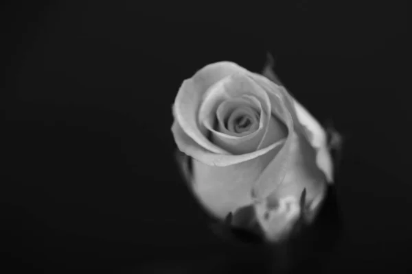 Delikatna, Piękna róża na zwykłego tła — Zdjęcie stockowe