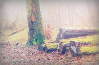 Woodland sisli sabahı yosun kaplı günlükleri