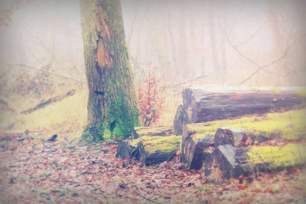 Moss cubierto de troncos en el bosque en la mañana brumosa —  Fotos de Stock