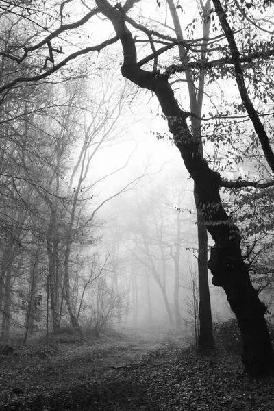 Bosque inglés en una nebulosa mañana brumosa — Foto de Stock