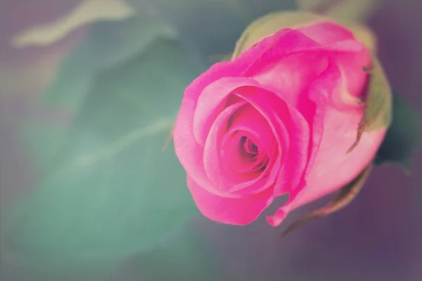 Delicate beautiful rose on a plain background — Stock Photo, Image