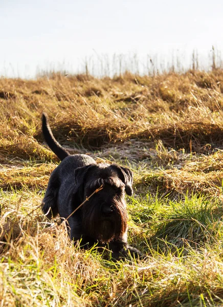 Close up schnauzer cão no campo — Fotografia de Stock