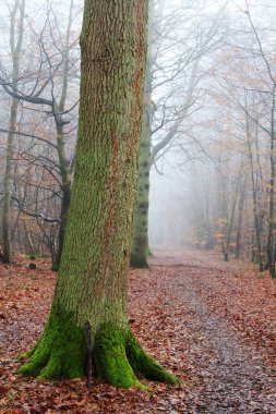 Sisli puslu sabah üzerinde İngilizce woodland